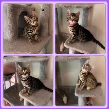 4 chatons femelles Bengal