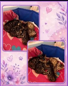 4 chatons femelles Bengal - Photo 2