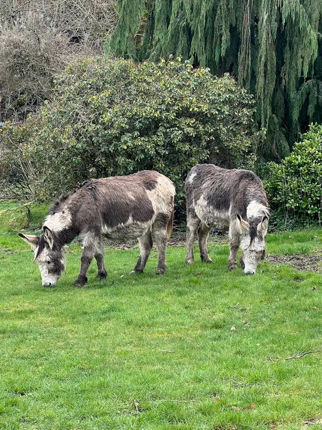 Donkey looking for a new home