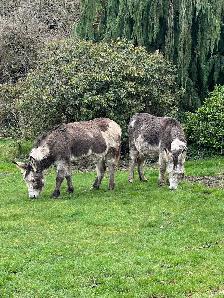 Donkey looking for a new home