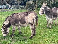 Donkey looking for a new home - Photo 2