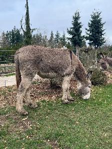 Donkey looking for a new home - Photo 3