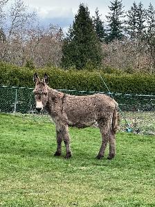 Donkey looking for a new home - Photo 4