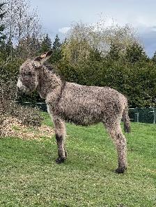 Donkey looking for a new home - Photo 5