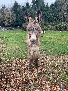 Donkey looking for a new home - Photo 6