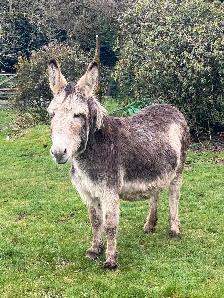Donkey looking for a new home - Photo 7
