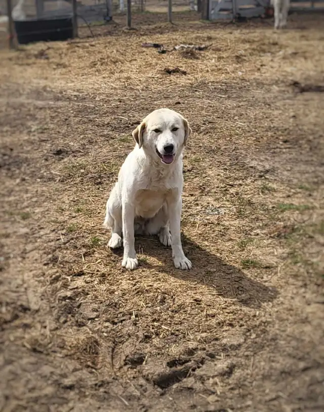 farm dog for sale