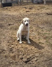 farm dog for sale