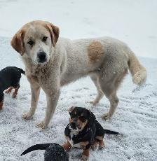 farm dog for sale - Photo 2