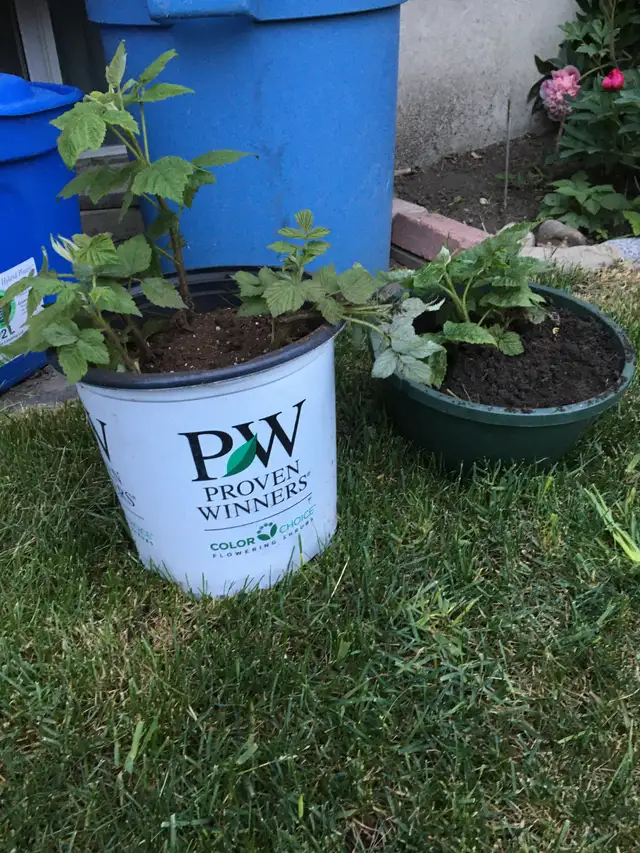 Plants garden