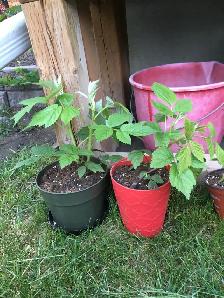 Plants garden - Photo 2