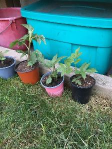 Plants garden - Photo 3