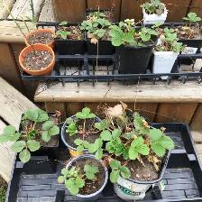 Plants garden - Photo 5