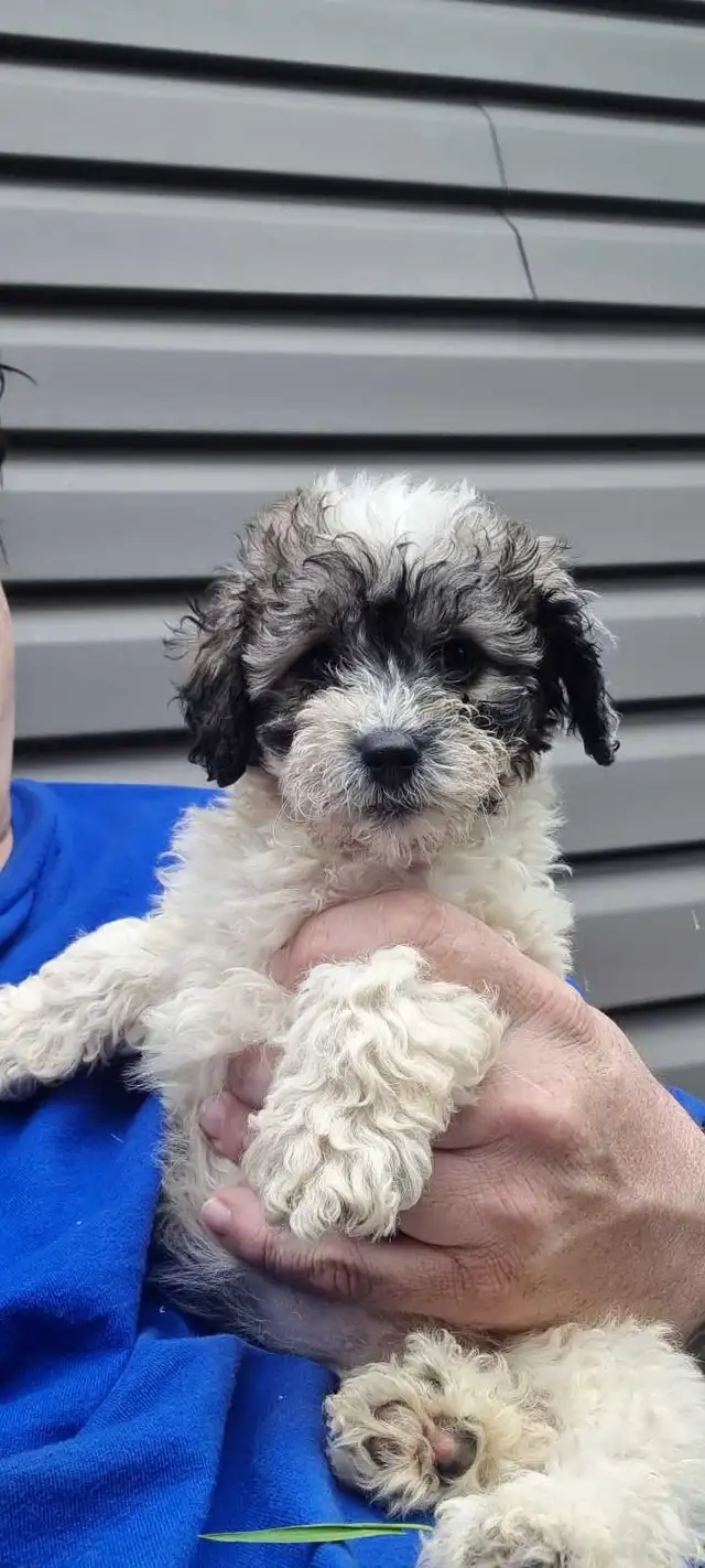 Poodle miniature
