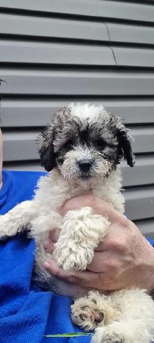 Poodle miniature