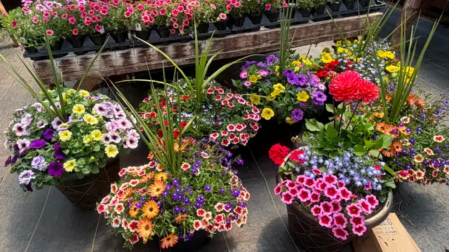 Greenhouse Plants