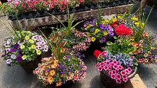 Greenhouse Plants