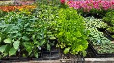 Greenhouse Plants - Photo 4