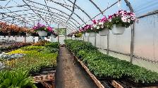 Greenhouse Plants - Photo 5