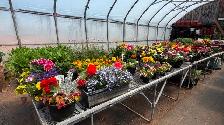 Greenhouse Plants - Photo 6