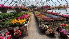 Greenhouse Plants - Photo 7