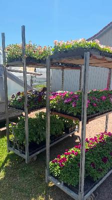 Greenhouse Plants - Photo 8