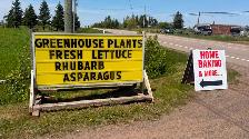 Greenhouse Plants - Photo 10