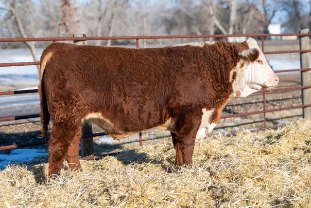 Hereford Yearling Bulls For Sale