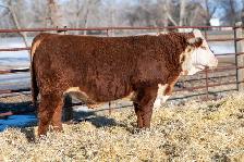 Hereford Yearling Bulls For Sale