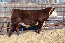 Hereford Yearling Bulls For Sale - Photo 2