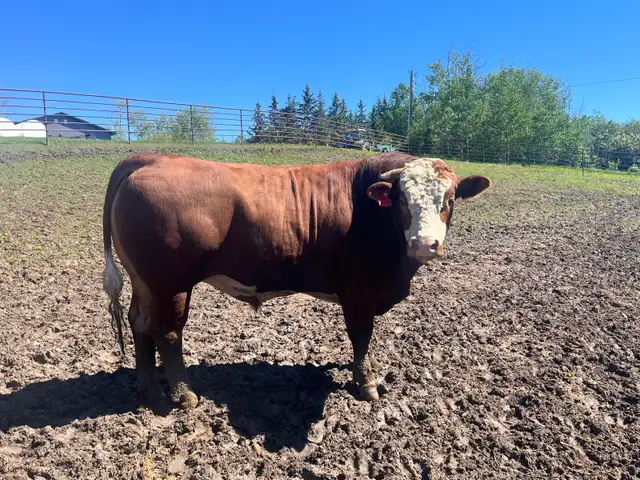 2 year old Fullblood Simmental bull