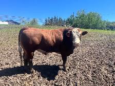 2 year old Fullblood Simmental bull