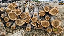 Bundled poplar wood