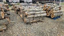 Bundled poplar wood - Photo 2
