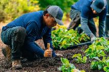 Hiring Landscaping workers - Full time - Photo 2