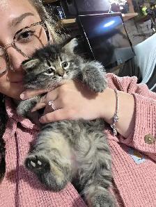LAST KITTEN - RAGDOLL MIX SUPER SOFT