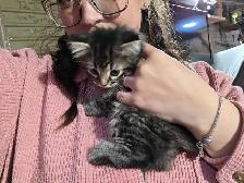 LAST KITTEN - RAGDOLL MIX SUPER SOFT - Photo 2