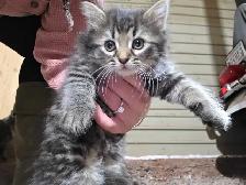 LAST KITTEN - RAGDOLL MIX SUPER SOFT - Photo 3