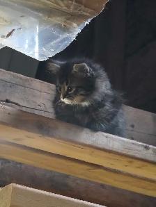LAST KITTEN - RAGDOLL MIX SUPER SOFT - Photo 4