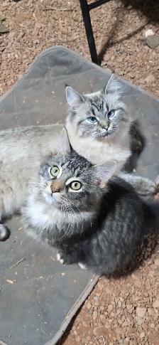 LAST KITTEN - RAGDOLL MIX SUPER SOFT - Photo 5