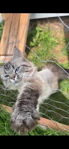LAST KITTEN - RAGDOLL MIX SUPER SOFT - Photo 6