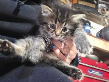 LAST KITTEN - RAGDOLL MIX SUPER SOFT - Photo 7