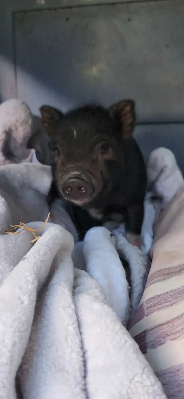 american pot belly pigs male!