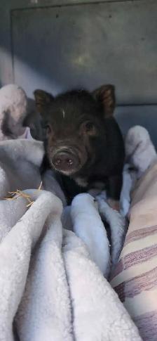 american pot belly pigs male!