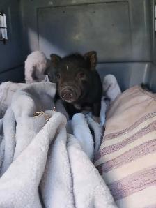 american pot belly pigs male! - Photo 2