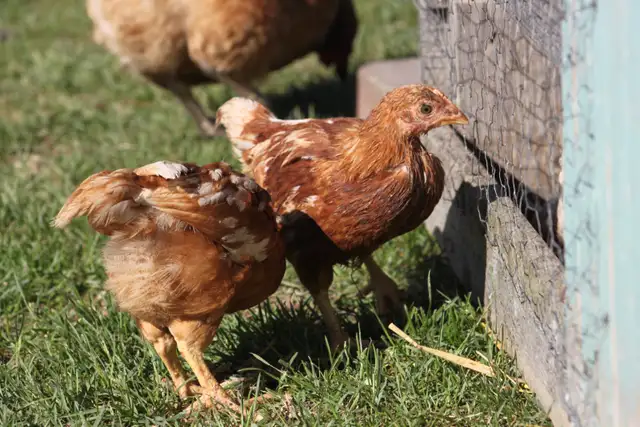 12 Pullets (young hens), ISA Brown, 6 weeks old, off heat