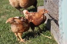 12 Pullets (young hens), ISA Brown, 6 weeks old, off heat
