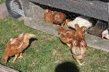 12 Pullets (young hens), ISA Brown, 6 weeks old, off heat - Photo 2