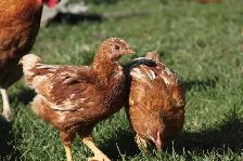 12 Pullets (young hens), ISA Brown, 6 weeks old, off heat - Photo 3