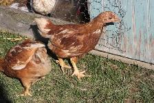12 Pullets (young hens), ISA Brown, 6 weeks old, off heat - Photo 4